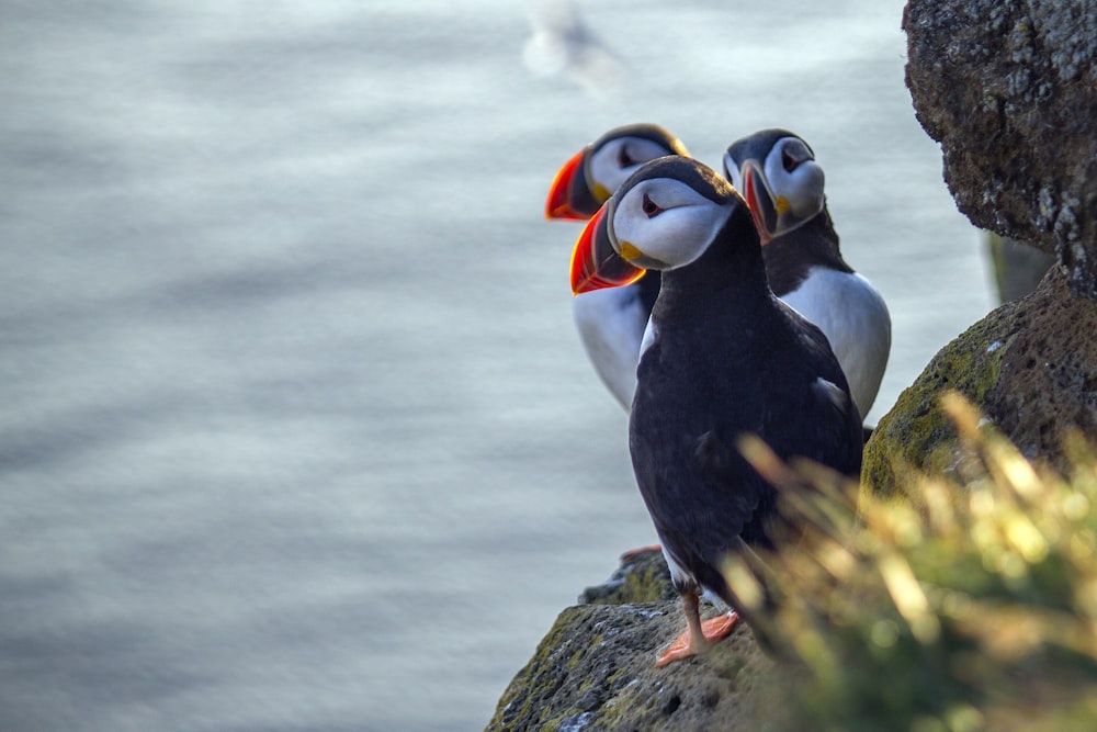 three black-and-white birds on cliff