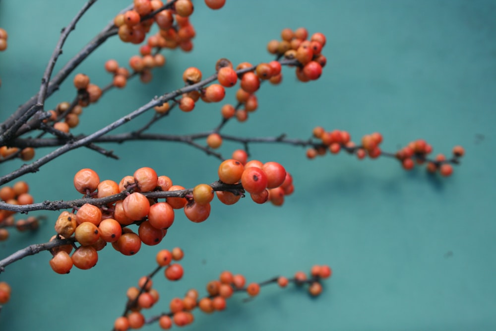shallow photography of berries