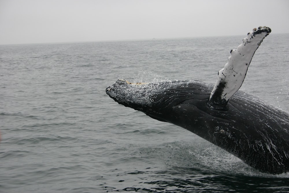 Foto de ballena