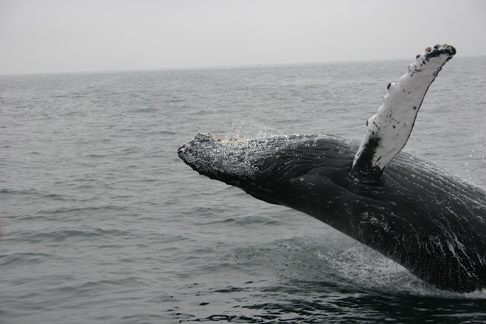 photo of whale