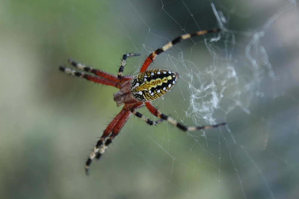 rote und schwarze Spinne