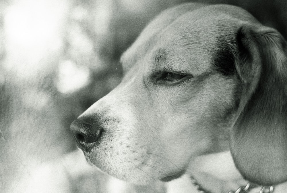 grayscale photography of dog