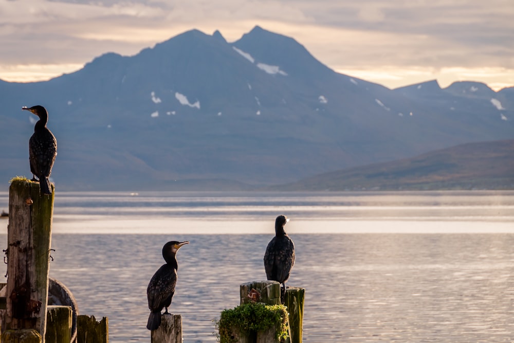 three birds on wood posts during daytime