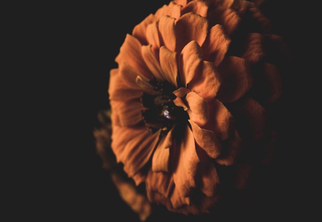 closeup photo of brown petaled flower against black background