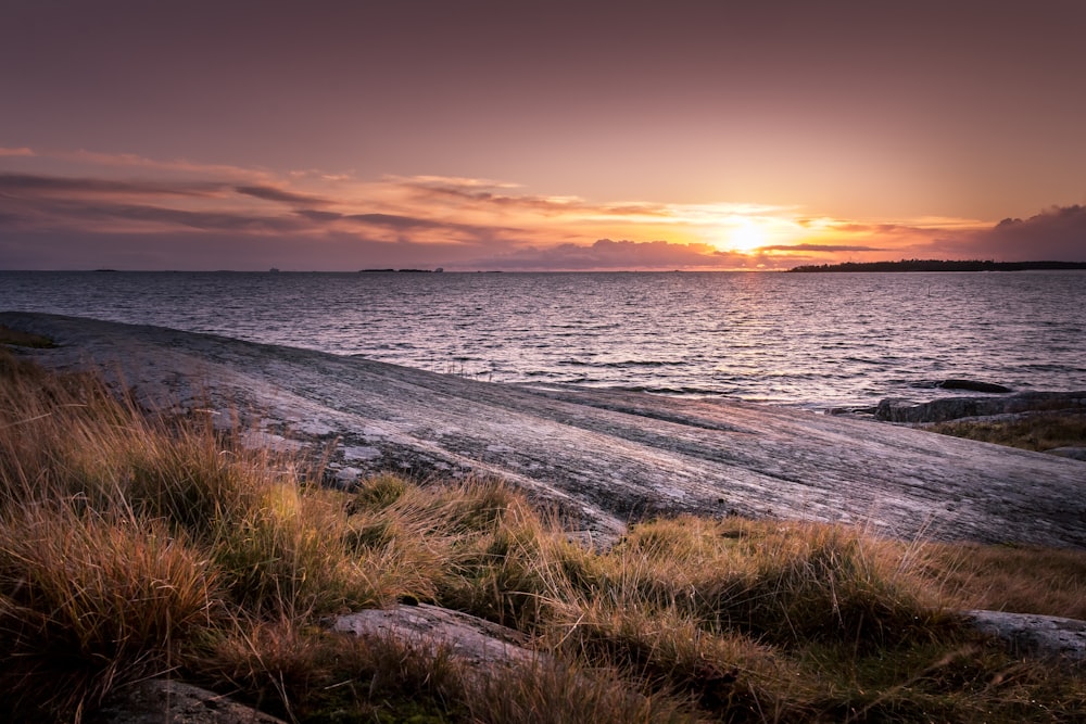 brown grasses near seashore