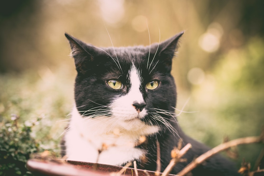 Nahaufnahme einer schwarz-weißen Katze mit kurzem Fell auf grünem Gras