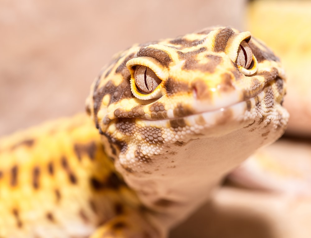 fotografia em close-up de lagartixa leopardo