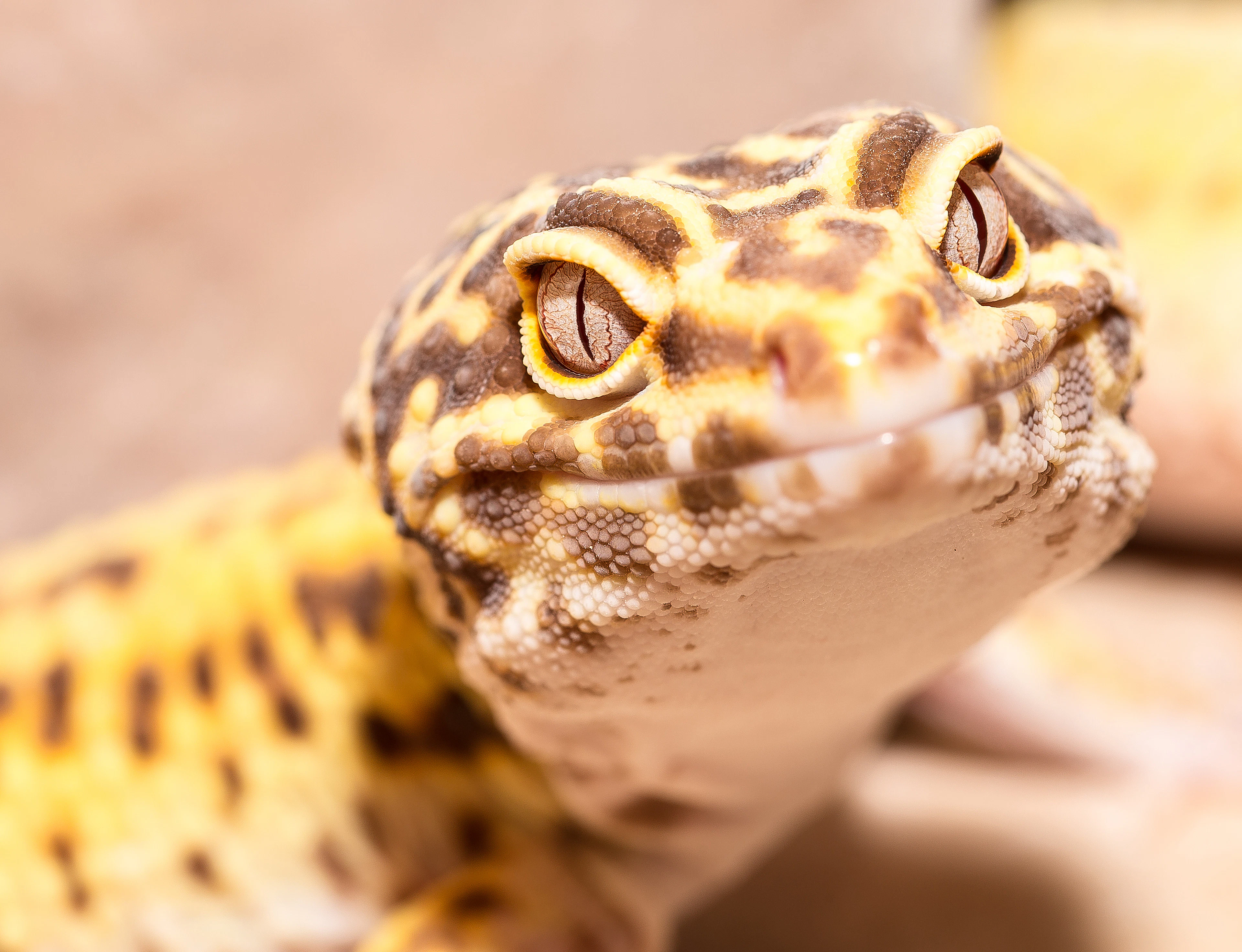 Close-up of a spotted leopard gecko