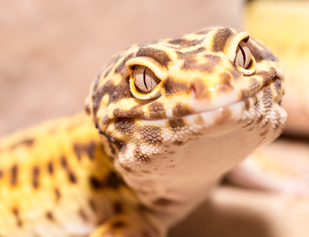 close-up photography of leopard gecko