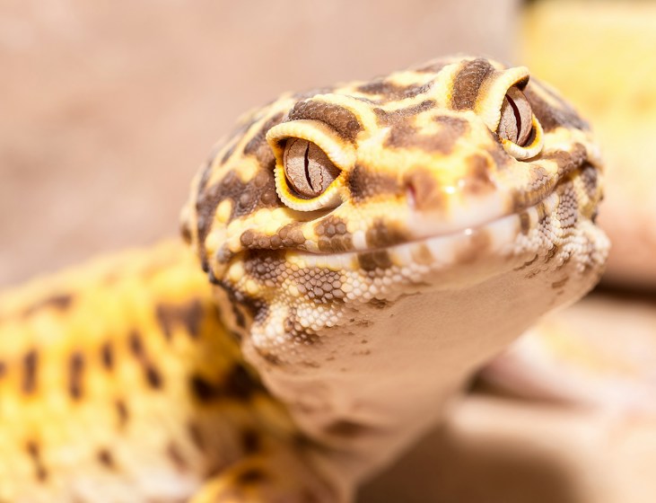 Leopard Geckos