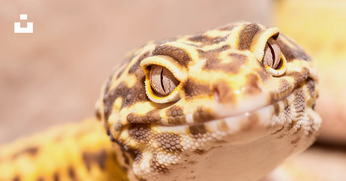 Close-up photography of leopard gecko photo – Free Animal Image on Unsplash