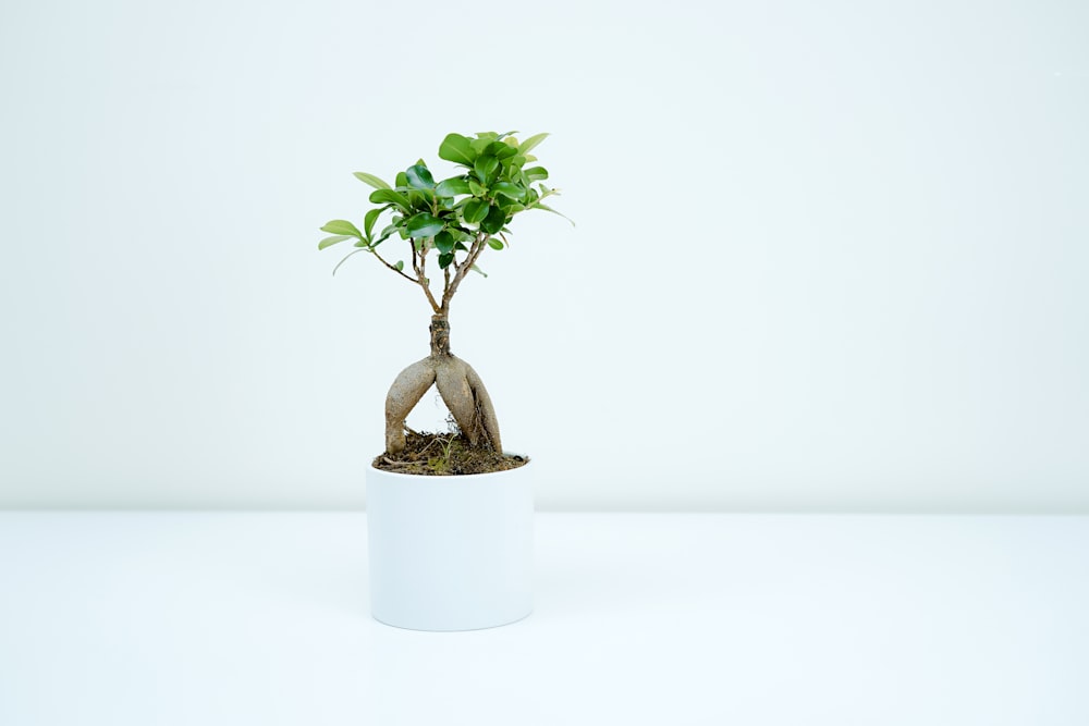 green plant in white pot