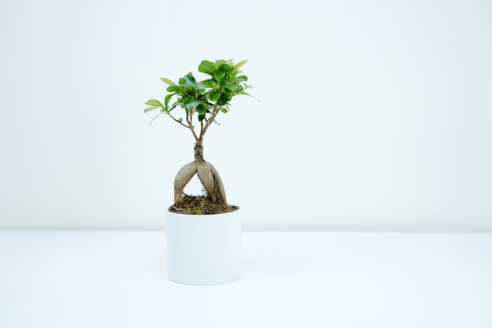 planta verde no vaso branco