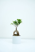 A small bonsai tree with lush green leaves is planted in a white cylindrical pot. The tree has a prominent, thick, and twisted root structure, adding an artistic touch to its minimalistic presentation. It is set against a plain white background, highlighting the simplicity and elegance of the plant.