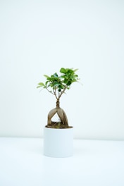 green leafed plant photography