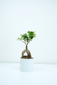A small bonsai tree with lush green leaves is planted in a white cylindrical pot. The tree has a prominent, thick, and twisted root structure, adding an artistic touch to its minimalistic presentation. It is set against a plain white background, highlighting the simplicity and elegance of the plant.
