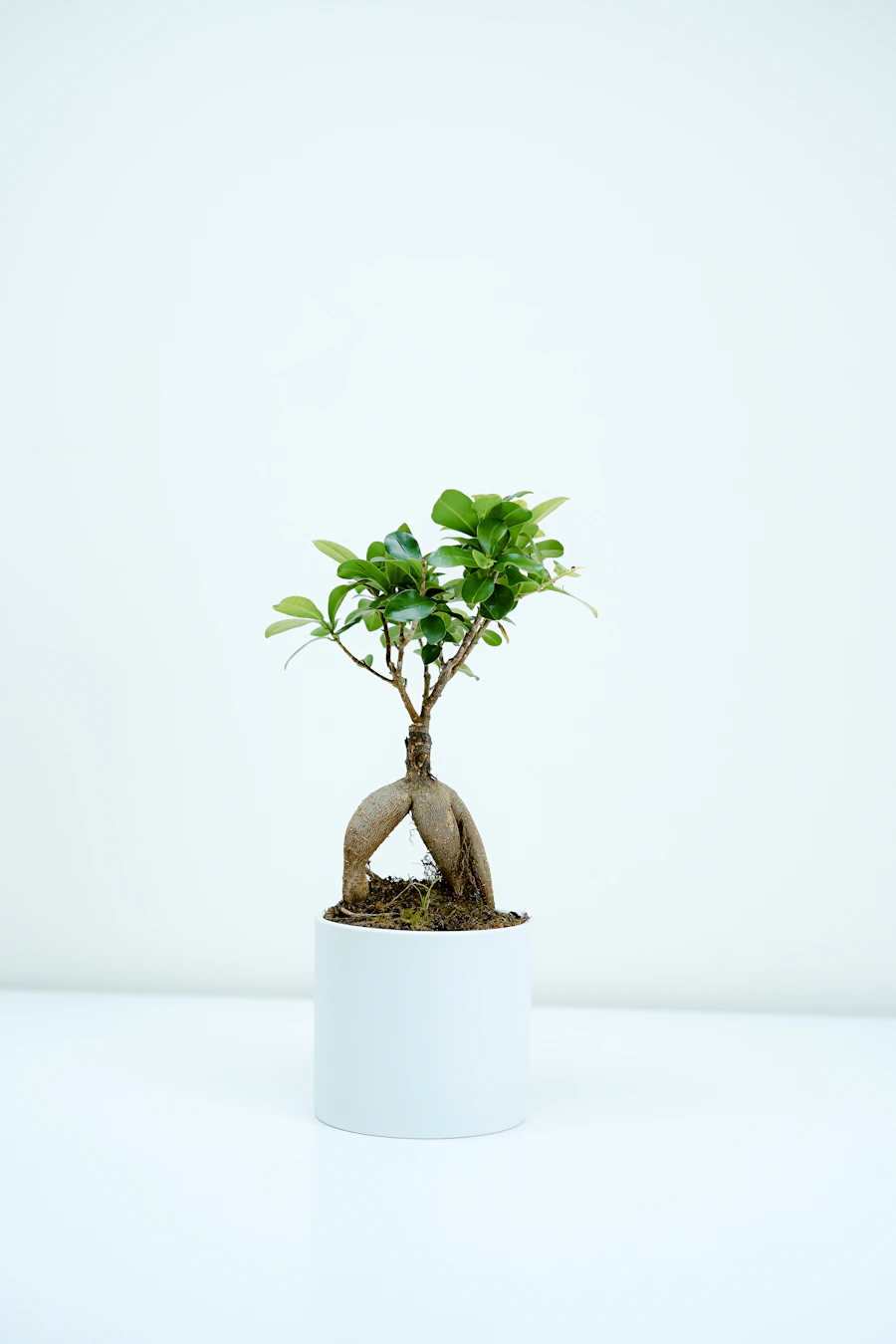 Daun tanaman herbal