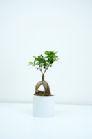 Potted Succulent