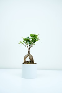 White Shohin Pot