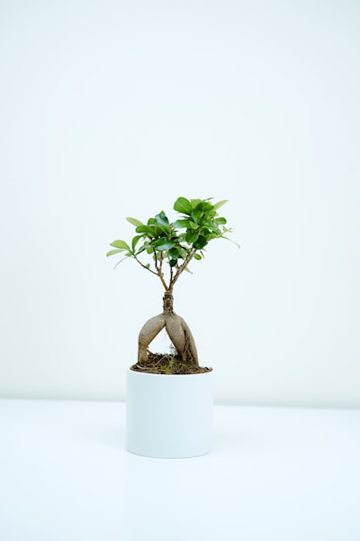 Areka-palm