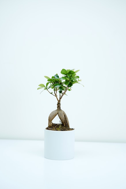 A small bonsai tree with lush green leaves is planted in a white cylindrical pot. The tree has a prominent, thick, and twisted root structure, adding an artistic touch to its minimalistic presentation. It is set against a plain white background, highlighting the simplicity and elegance of the plant.