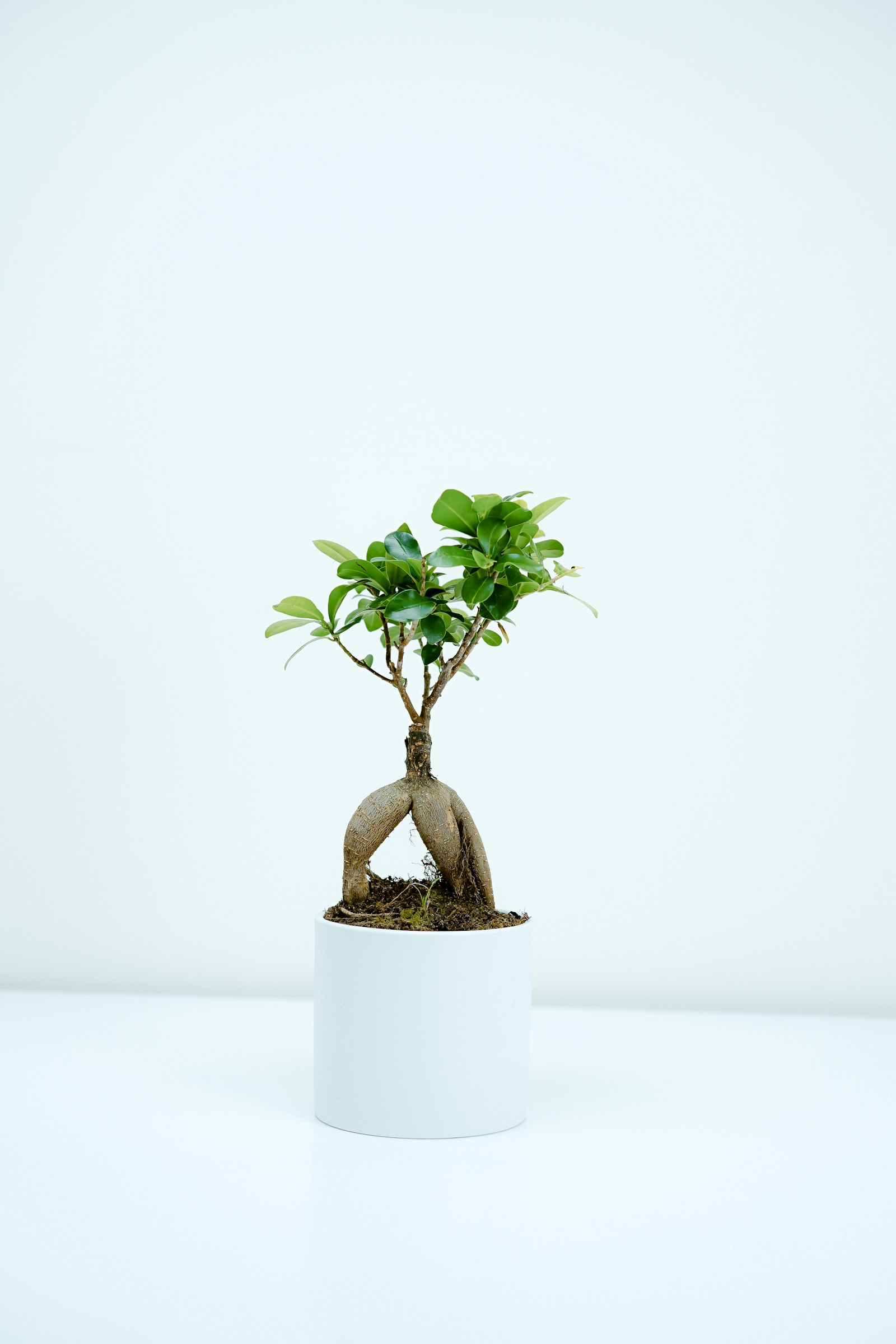 Bonsai tree