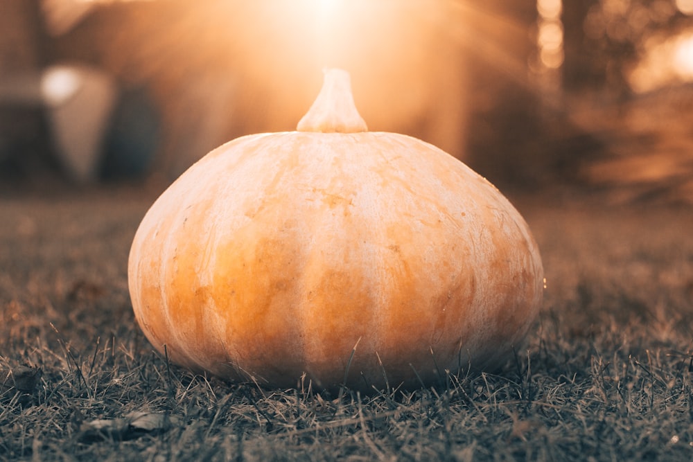 closeup photo of pumpkin