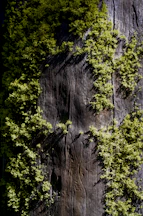green leafed plants
