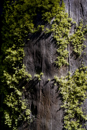 green leafed plants