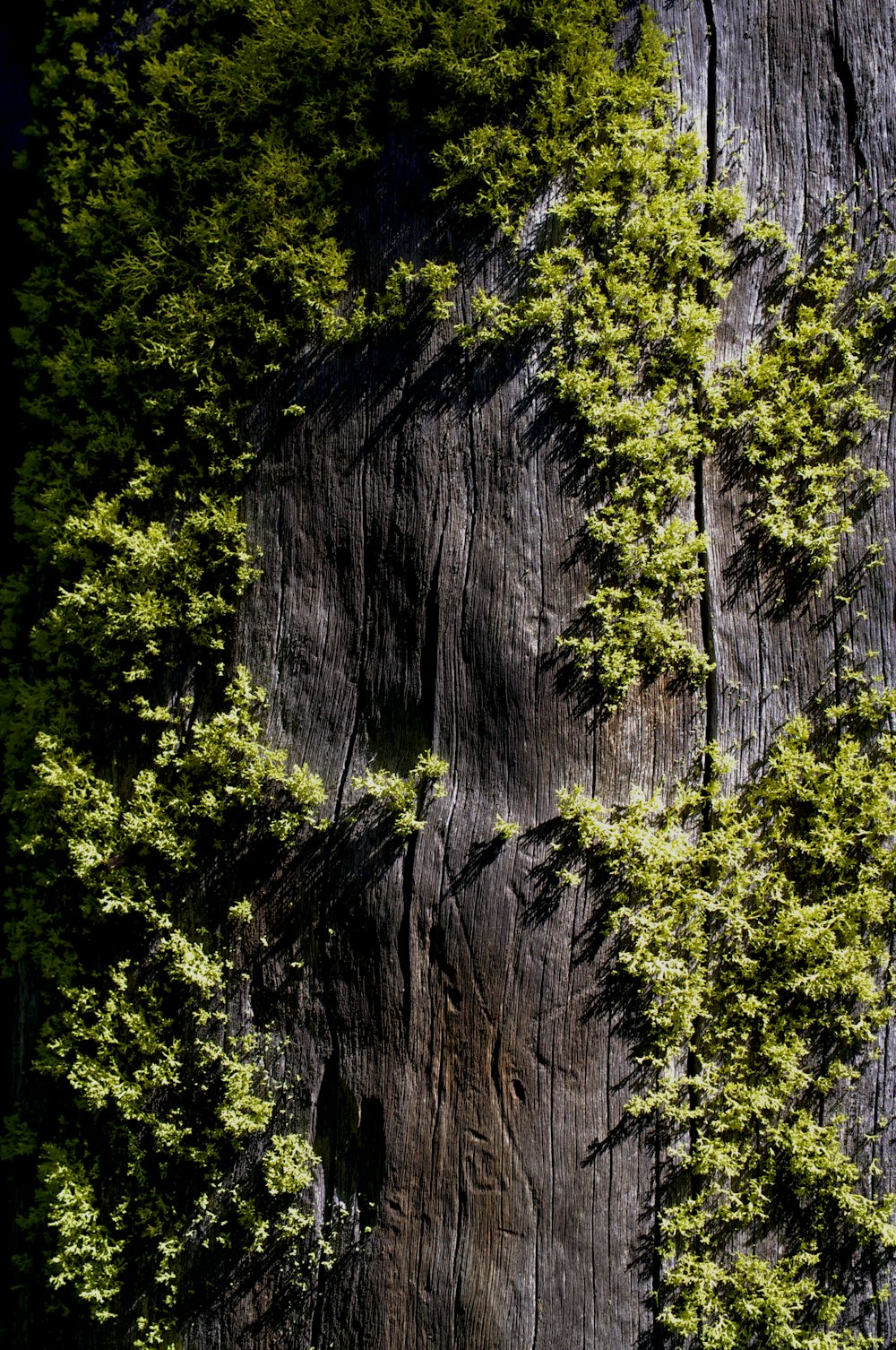 green leafed plants