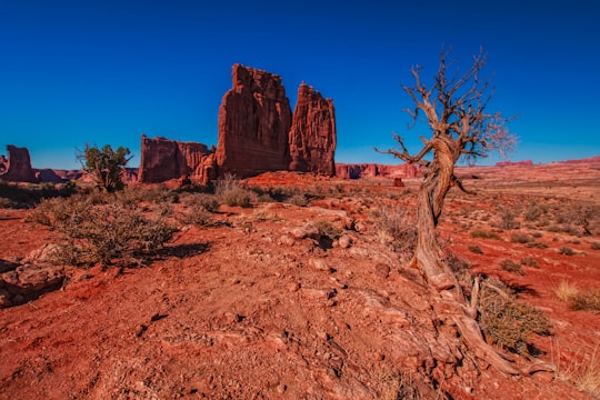 base tree near rock under blue sky at daytime in Arches National Park United States