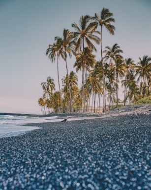 balance and symmetry for photo composition,how to photograph have you ever seen a black sand beach?; trees near coastline