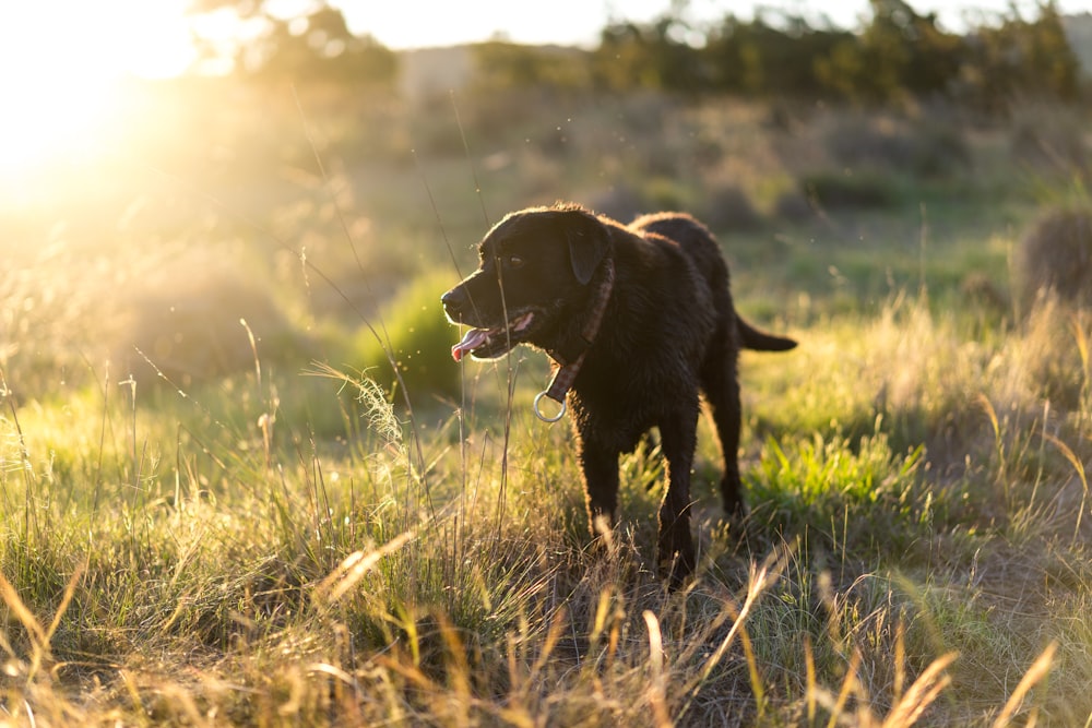 Perro negro de pelo corto sobre hierba verde durante el día