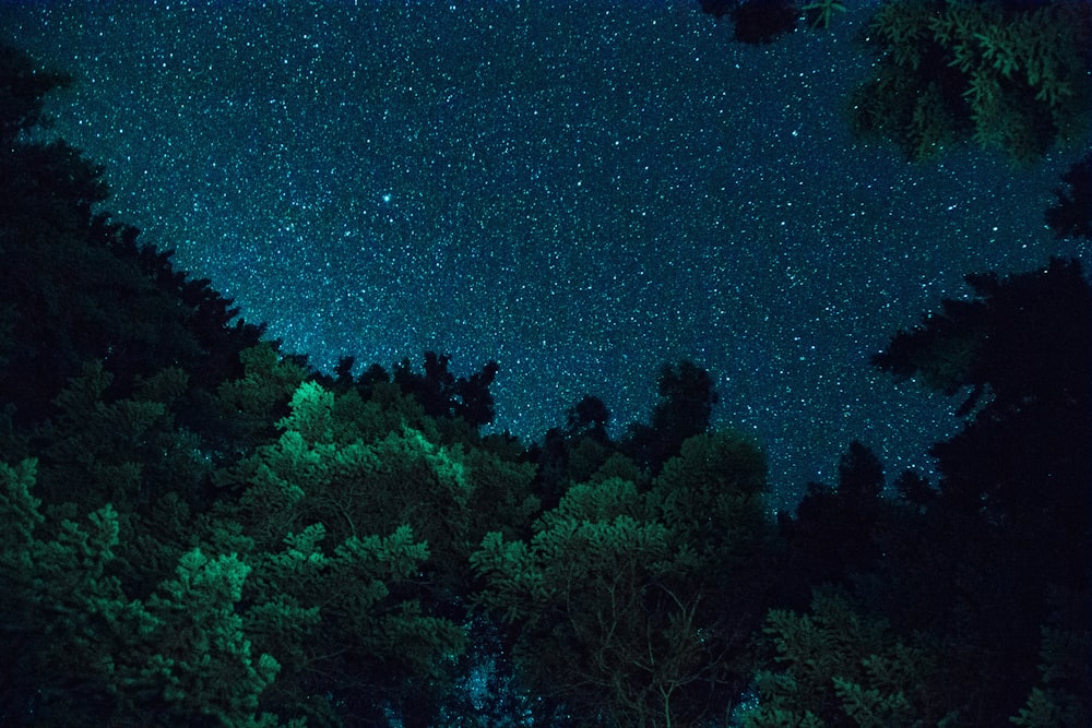 grün belaubte Bäume unter schwarzem Himmel