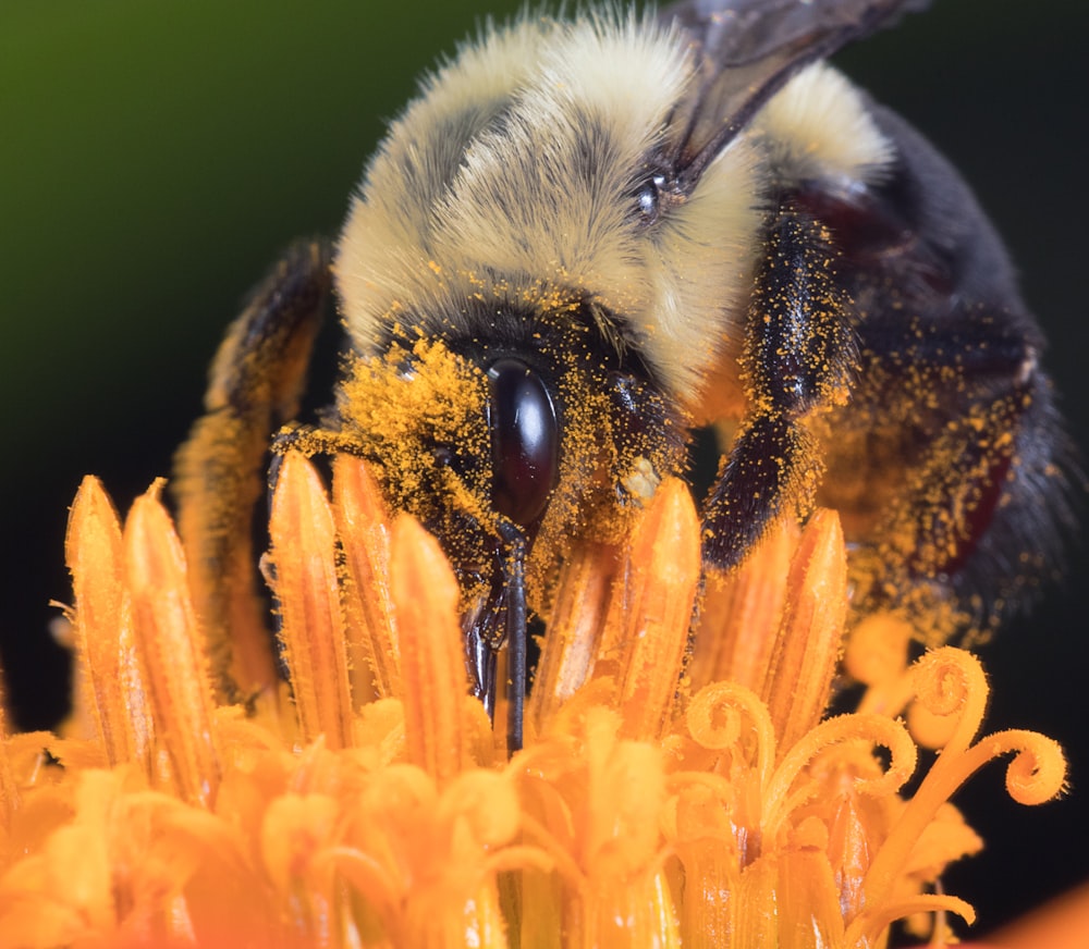 yellow carpenter bee perched on orange flower
