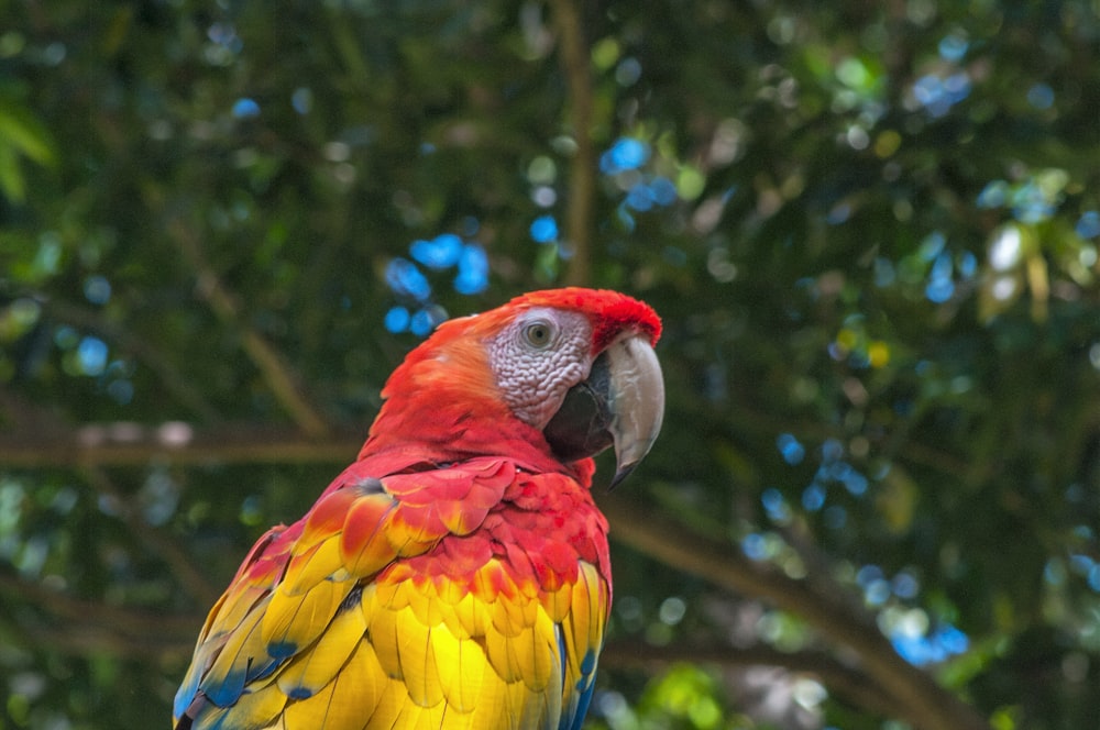 Foto de guacamaya roja