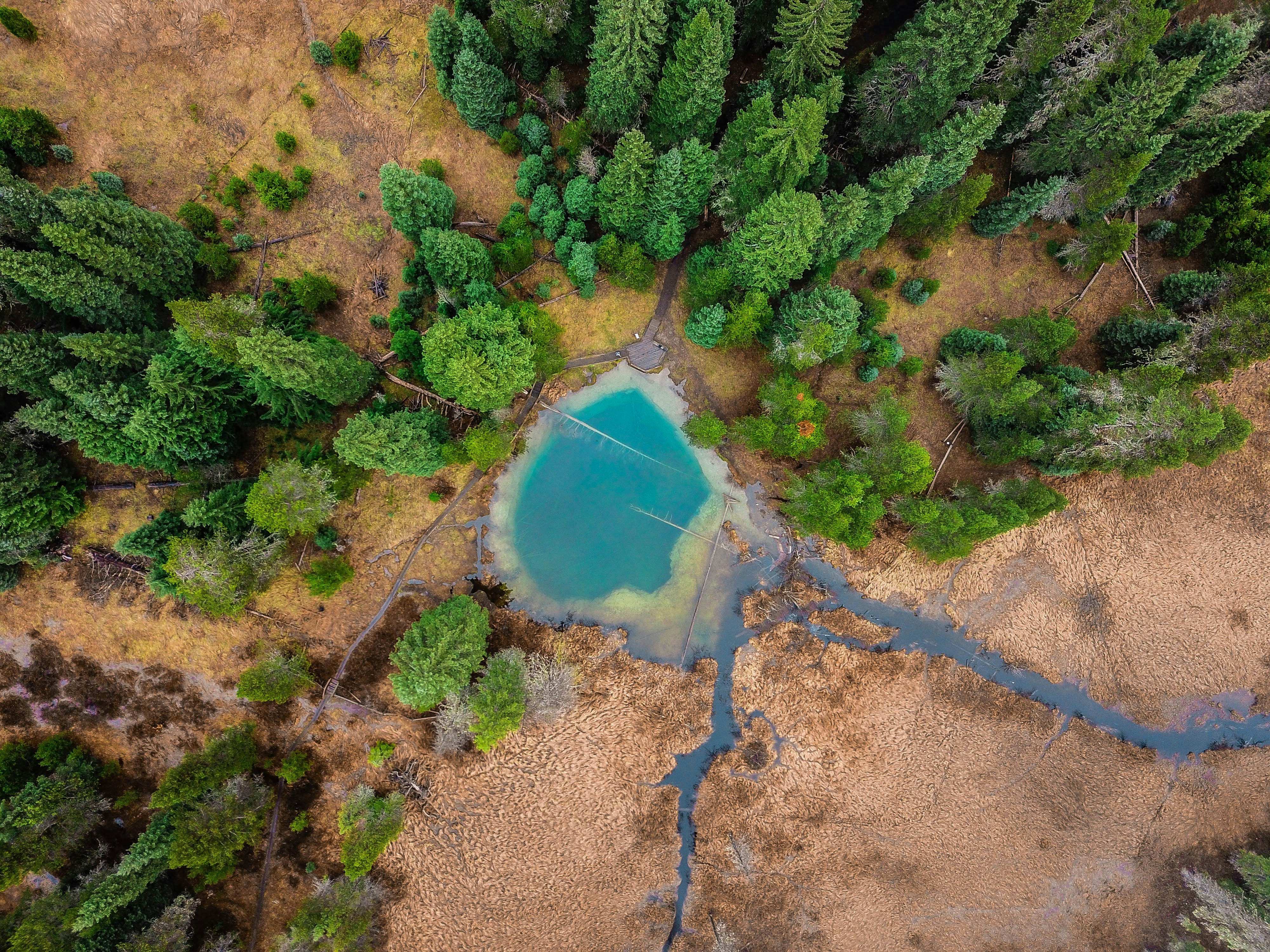 aerial photograph of pond between trees