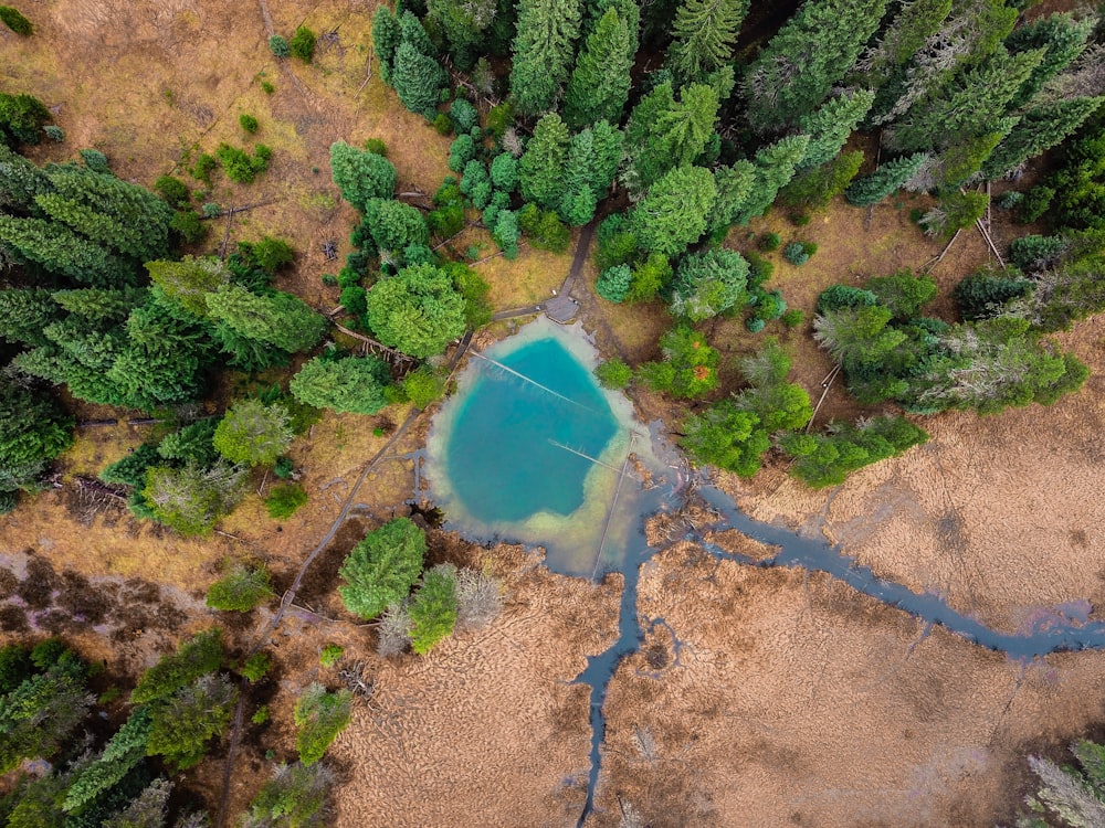 aerial photograph of pond between trees