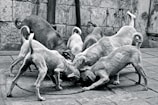 A group of seven dogs gathered closely together on a paved street, seemingly feeding from a central point. The environment appears urban, with a textured wall and some poles in the background. The image is monochrome, highlighting the rough textures and the form of the dogs.