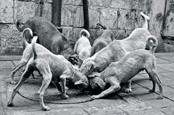 Volunteers gently feeding a group of stray dogs in a Delhi neighborhood at sunset.