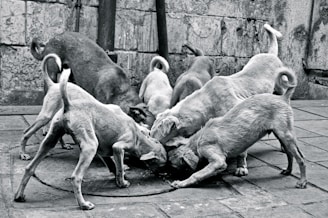 A group of seven dogs gathered closely together on a paved street, seemingly feeding from a central point. The environment appears urban, with a textured wall and some poles in the background. The image is monochrome, highlighting the rough textures and the form of the dogs.