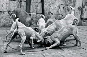 Street dogs gathered around a feeding spot with packets of diskut biscuits laid out neatly.