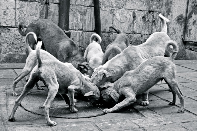 A group of seven dogs gathered closely together on a paved street, seemingly feeding from a central point. The environment appears urban, with a textured wall and some poles in the background. The image is monochrome, highlighting the rough textures and the form of the dogs.