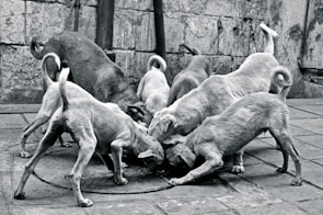 Volunteers gently feeding a group of happy street dogs.