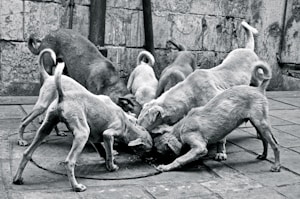 Support Moroccan Animal Rescue