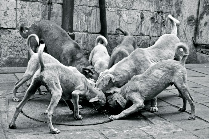 La importancia de ayudar a los perros callejeros