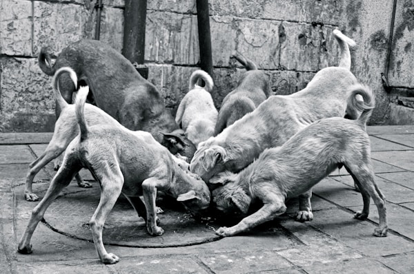 Support Moroccan Animal Rescue