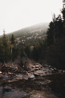 A serene forest scene reflecting the essence of mtn. ear's music.