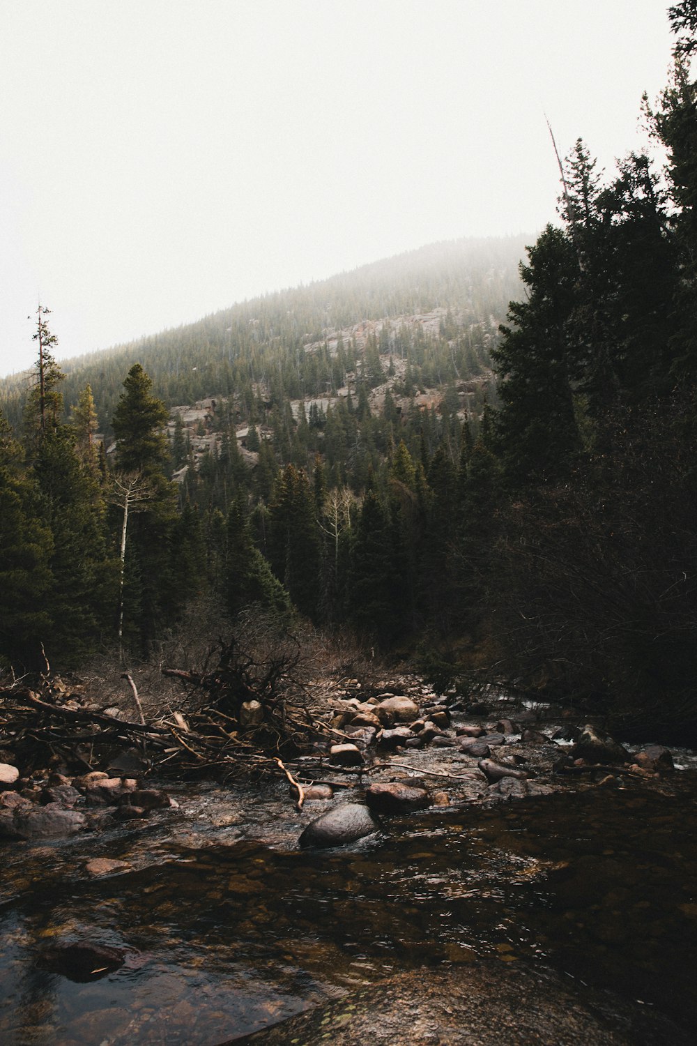 rocks near trees