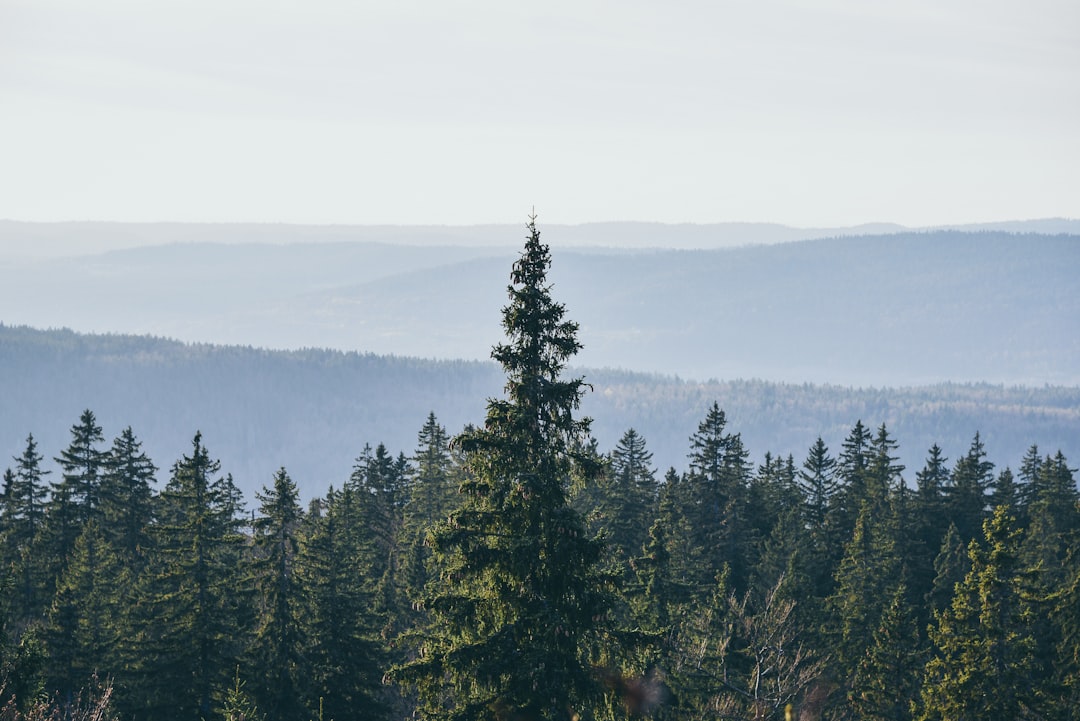 Tropical and subtropical coniferous forests photo spot Forêt du Risoux Les Houches